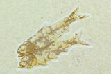 Three Fossil Fish (Knightia) - Green River Formation, Wyoming #122767-1